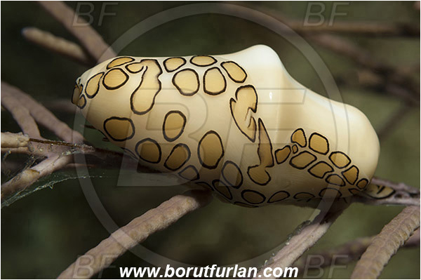 Tiger beach, Bahamas, Atlantic ocean, Cyphoma gibbosum, Cyphoma, Ovulidae, Flamingo Tongue Snail, Sea snail, Gastropoda, Mollusca, Mollusc