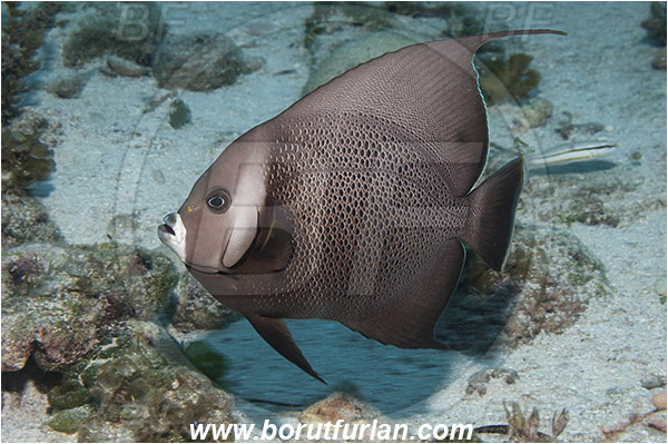 Tiger beach, Bahamas, Atlantic ocean, Pomacanthus arcuatus, Pomacanthus, Pomacanthidae, Gray angelfish, Angelfish, Fish