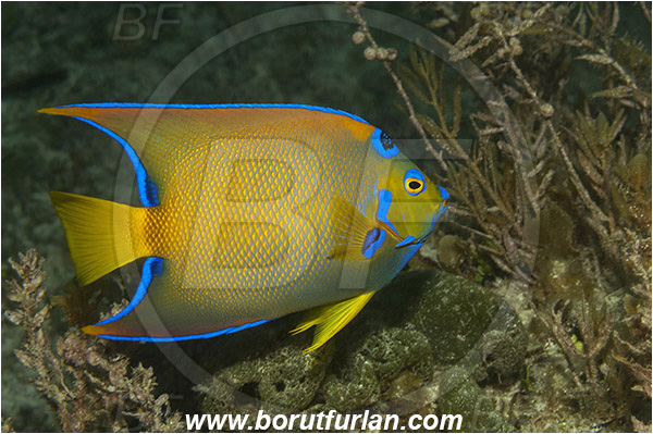 Tiger beach, Bahamas, Atlantic ocean, Holacanthus ciliaris, Holacanthus, Pomacanthidae, Queen angelfish, Angelfish, Fish