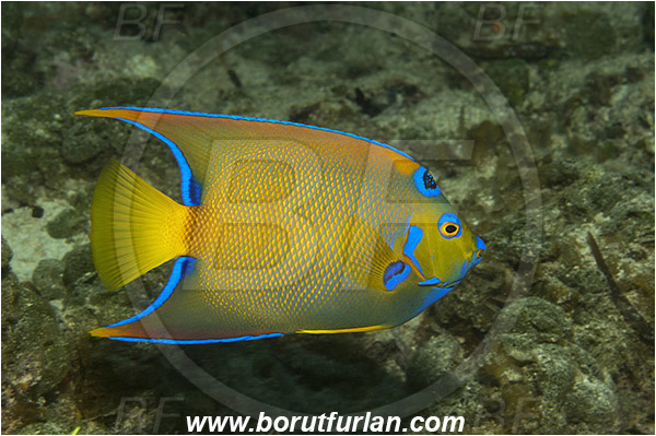 Tiger beach, Bahamas, Atlantic ocean, Holacanthus ciliaris, Holacanthus, Pomacanthidae, Queen angelfish, Angelfish, Fish