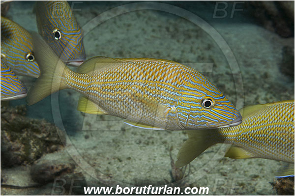 Tiger beach, Bahamas, Atlantic ocean, Haemulon plumierii, Haemulon, Haemulidae, Grunt, White Grunt, Fish