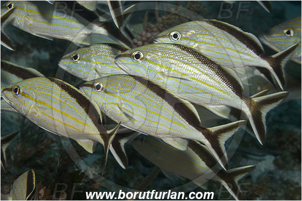 Tiger beach, Bahamas, Atlantic ocean, Haemulon melanurum, Haemulon, Haemulidae, Cottonwick grunt, Grunt, Fish, Fish school