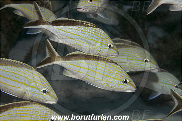 Tiger beach, Bahamas, Atlantic ocean, Haemulon melanurum, Haemulon, Haemulidae, Cottonwick grunt, Grunt, Fish, Fish school