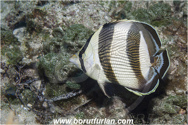 Tiger beach, Bahamas, Atlantic ocean, Chaetodon striatus, Chaetodon, Chaetodontidae, Banded butterflyfish, Butterflyfish, Fish