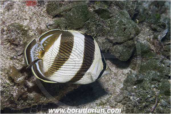 Tiger beach, Bahamas, Atlantic ocean, Chaetodon striatus, Chaetodon, Chaetodontidae, Banded butterflyfish, Butterflyfish, Fish