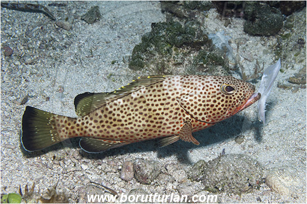 Tiger beach, Bahamas, Atlantic ocean, Epinephelus guttatus, Epinephelus, Serranidae, Red hind, Grouper, Fish