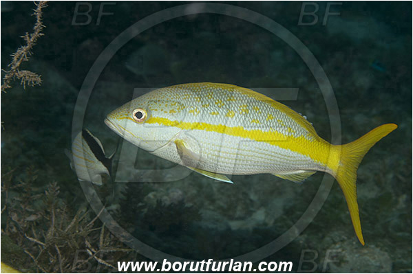 Tiger beach, Bahamas, Atlantic ocean, Ocyurus chrysurus, Ocyurus, Lutjanidae, Yellowtail snapper, Snapper, Fish