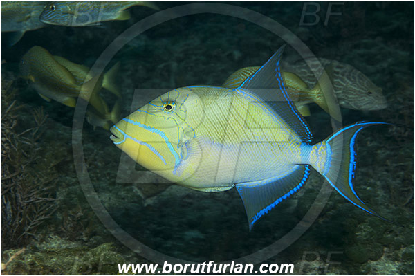 Tiger beach, Bahamas, Atlantic ocean, Balistes vetula, Balistes, Balistidae, Queen triggerfish, Triggerfish, Fish