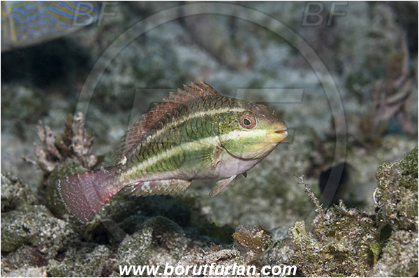 Tiger beach, Bahamas, Atlantic ocean, Sparisoma aurofrenatum, Sparisoma, Scaridae, Redband Parrotfish, Parrotfish, Fish