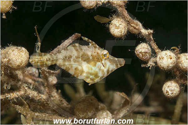 Tiger beach, Bahamas, Atlantic ocean, Monacanthus tuckeri, Monacanthus, Monacanthidae, Slender Filefish, Filefish, Fish