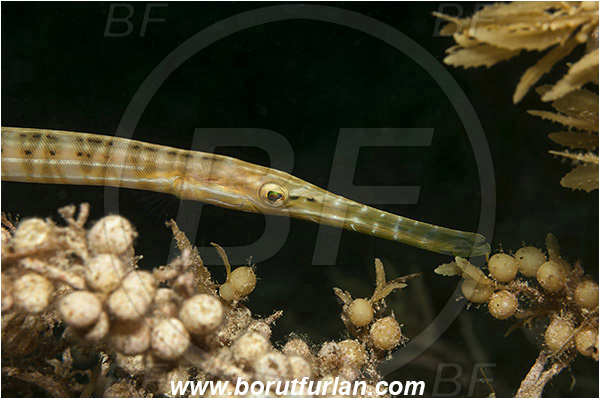 Tiger beach, Bahamas, Atlantic ocean, Aulostomus maculatus, Aulostomus, Aulostomidae, Western Atlantic Trumpetfish, Trumpetfish, Fish, Portrait