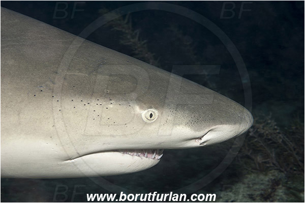 Tiger beach, Bahamas, Atlantic ocean, Negaprion brevirostris, Negaprion, Carcharhinidae, Elasmobranchii, Lemon shark, Shark, Fish, Portrait