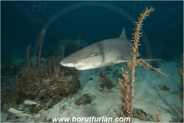 Tiger beach, Bahamas, Atlantic ocean, Negaprion brevirostris, Negaprion, Carcharhinidae, Elasmobranchii, Lemon shark, Shark, Fish, Sand, Portrait, Algae