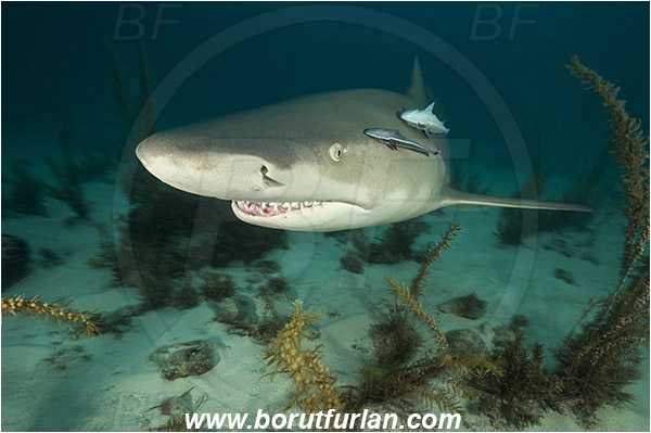 Tiger beach, Bahamas, Atlantic ocean, Negaprion brevirostris, Negaprion, Carcharhinidae, Elasmobranchii, Lemon shark, Shark, Fish, Sand, Portrait, Algae
