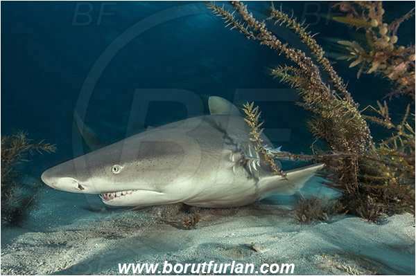 Tiger beach, Bahamas, Atlantic ocean, Negaprion brevirostris, Negaprion, Carcharhinidae, Elasmobranchii, Lemon shark, Shark, Fish, Sand, Portrait, Algae