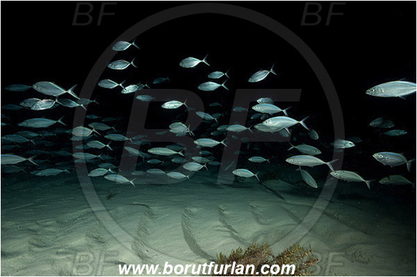 Tiger beach, Bahamas, Atlantic ocean, Caranx ruber, Caranx, Carangidae, Bar Jack, Jack, Trevally, Fish, Fish school, Night