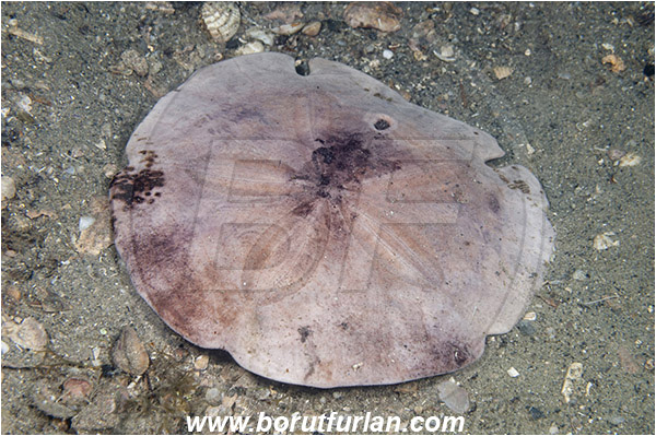 West Palm Beach, USA, Atlantic ocean, Clypeaster subdepressus, Clypeaster, Clypeasteridae, Sand dollar, Sea Urchin, Echinoidea, Echinodermata, Echinoderm, Florida