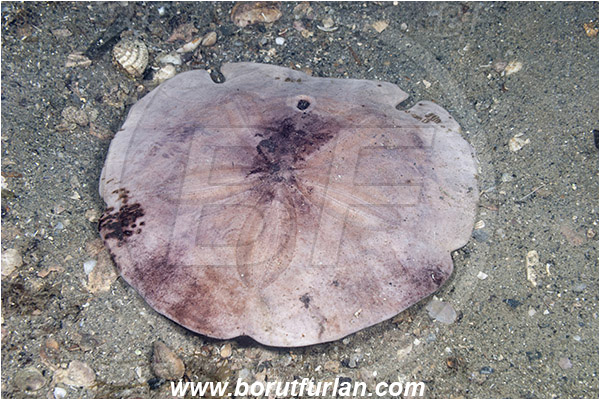 West Palm Beach, USA, Atlantic ocean, Clypeaster subdepressus, Clypeaster, Clypeasteridae, Sand dollar, Sea Urchin, Echinoidea, Echinodermata, Echinoderm, Florida
