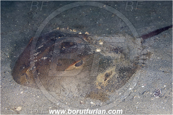 West Palm Beach, USA, Atlantic ocean, Limulus polyphemus, Limulus, Limulidae, Merostomata, Arthropoda, Atlantic horseshoe crab, Horseshoe crab, Florida