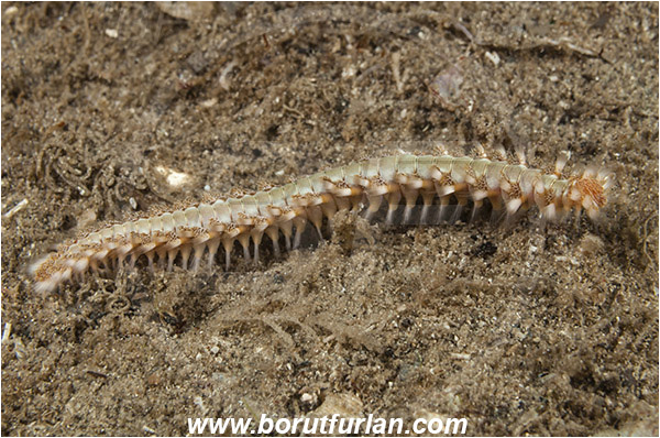 West Palm Beach, Florida, U.S.A., Atlantic ocean, Hermodice carunculata, Hermodice, Amphinomidae, Polychaeta, Bearded fireworm, Bristle worm, Worm