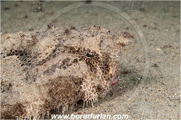 West Palm Beach, USA, Atlantic ocean, Ogcocephalus radiatus, Ogcocephalus, Ogcocephalidae, Polka-dot Batfish, Batfish, Fish, Portrait, Florida