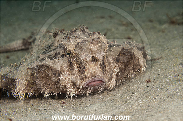 West Palm Beach, USA, Atlantic ocean, Ogcocephalus radiatus, Ogcocephalus, Ogcocephalidae, Polka-dot Batfish, Batfish, Fish, Portrait, Florida