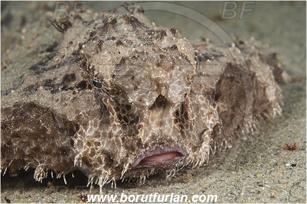West Palm Beach, USA, Atlantic ocean, Ogcocephalus radiatus, Ogcocephalus, Ogcocephalidae, Polka-dot Batfish, Batfish, Fish, Portrait, Florida