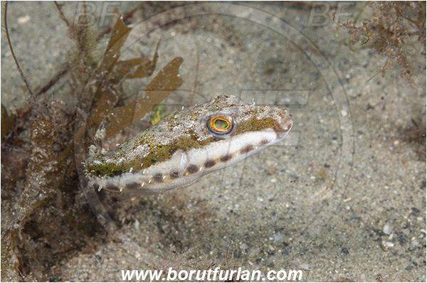 West Palm Beach, USA, Atlantic ocean, Sphoeroides spengleri, Sphoeroides, Tetraodontidae, Bandtail Puffer, Puffer fish, Fish, Florida