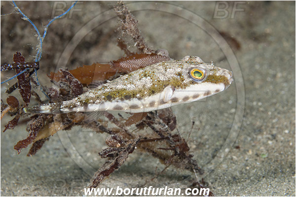 West Palm Beach, USA, Atlantic ocean, Sphoeroides spengleri, Sphoeroides, Tetraodontidae, Bandtail Puffer, Puffer fish, Fish, Florida