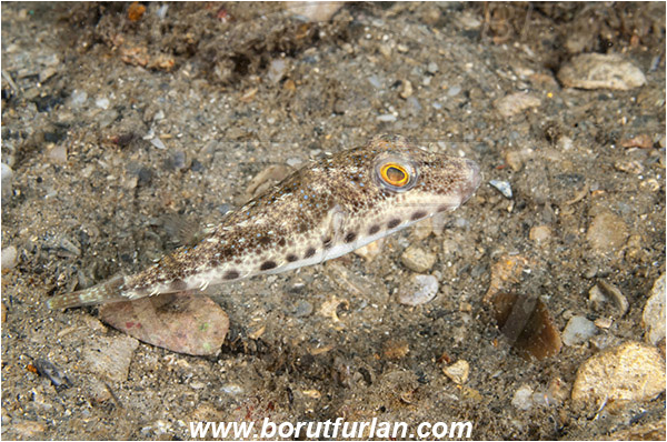 West Palm Beach, USA, Atlantic ocean, Sphoeroides spengleri, Sphoeroides, Tetraodontidae, Bandtail Puffer, Puffer fish, Fish, Florida