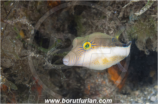 West Palm Beach, USA, Atlantic ocean, Canthigaster rostrata, Canthigaster, Tetraodontidae, Sharpnose Puffer, Puffer fish, Fish, Florida
