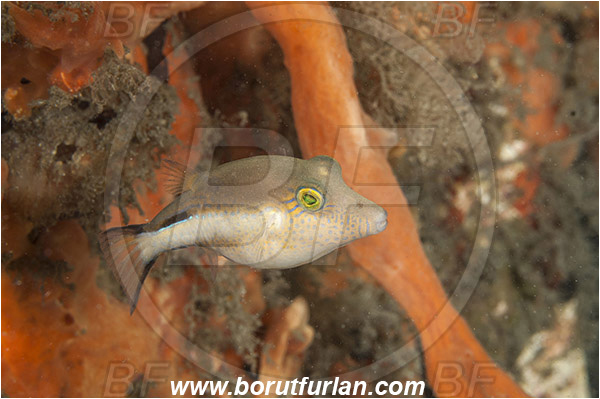 West Palm Beach, USA, Atlantic ocean, Canthigaster rostrata, Canthigaster, Tetraodontidae, Sharpnose Puffer, Puffer fish, Fish, Florida