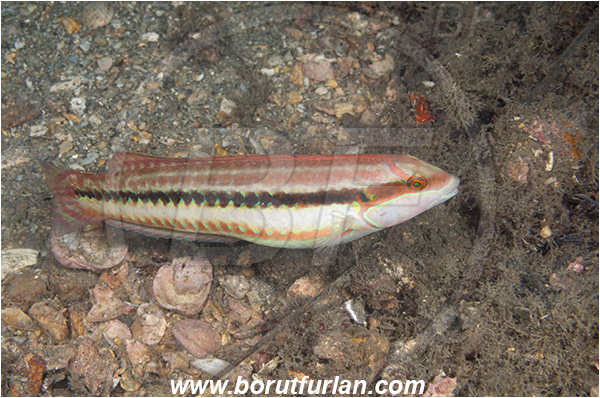 West Palm Beach, USA, Atlantic ocean, Halichoeres bivittatus, Halichoeres, Labridae, Slippery dick, Wrasse, Fish, Florida