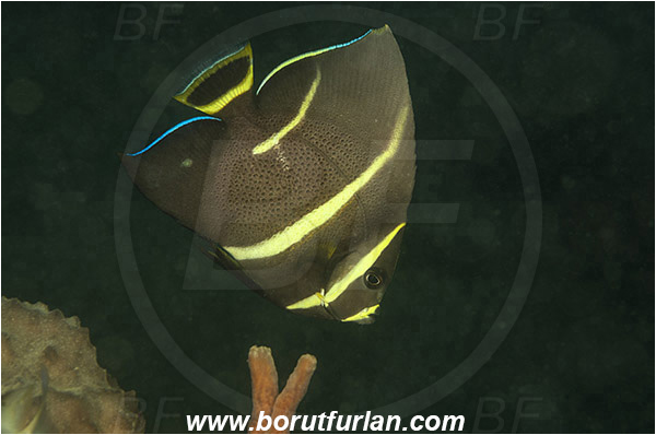 West Palm Beach, USA, Atlantic ocean, Pomacanthus arcuatus, Pomacanthus, Pomacanthidae, Gray angelfish, Angelfish, Fish, Juvenile, Florida