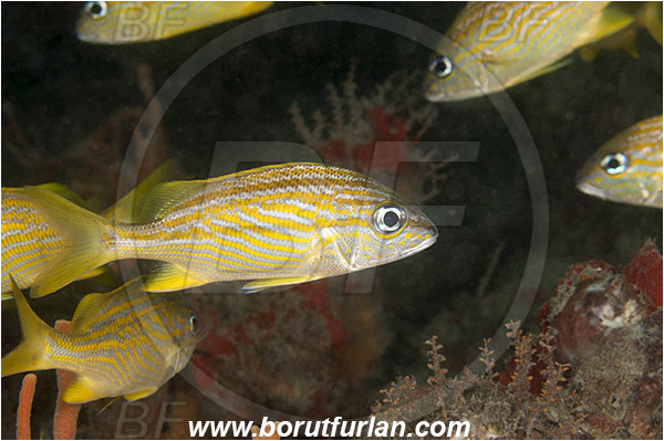 West Palm Beach, USA, Atlantic ocean, Haemulon flavolineatum, Haemulon, Haemulidae, Grunt, French Grunt, Fish, Juvenile, Florida