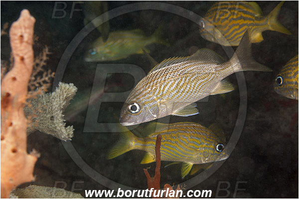 West Palm Beach, USA, Atlantic ocean, Haemulon plumierii, Haemulon, Haemulidae, Grunt, White Grunt, Fish, Juvenile, Florida