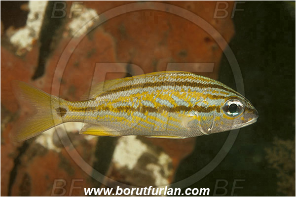 West Palm Beach, USA, Atlantic ocean, Haemulon flavolineatum, Haemulon, Haemulidae, Grunt, French Grunt, Fish, Juvenile, Florida
