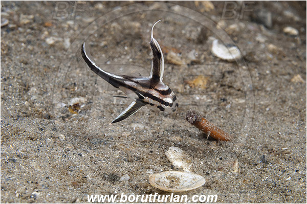 West Palm Beach, USA, Atlantic ocean, Equetus punctatus, Equetus, Sciaenidae, Spotted drum, Drum, Fish, Juvenile, Florida