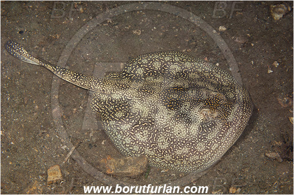 West Palm Beach, U.S.A., Atlantic ocean, Urobatis jamaicensis, Urobatis, Urotrygonidae, Elasmobranchii, Bluespotted ribbontail ray, Yellow stingray, Stingray, Fish