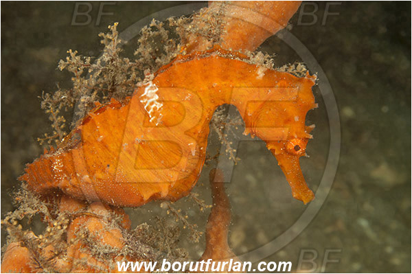 West Palm Beach, USA, Atlantic ocean, Hippocampus erectus, Hippocampus, Syngnathidae, Lined Seahorse, Seahorse, Fish, Florida