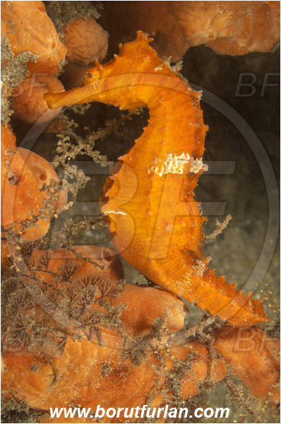 West Palm Beach, USA, Atlantic ocean, Hippocampus erectus, Hippocampus, Syngnathidae, Lined Seahorse, Seahorse, Fish, Florida
