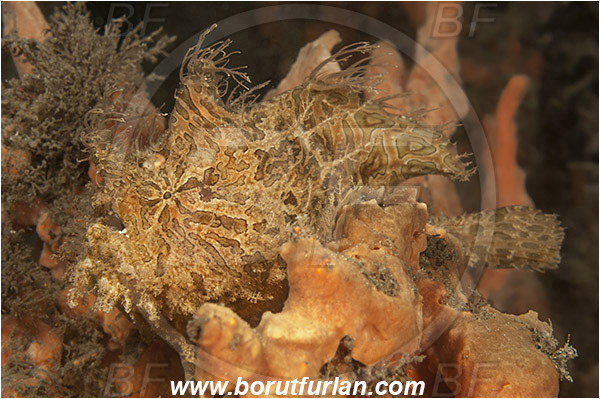 West Palm Beach, USA, Atlantic ocean, Antennarius striatus, Antennarius, Antennariidae, Striated frogfish, Frogfish, Fish