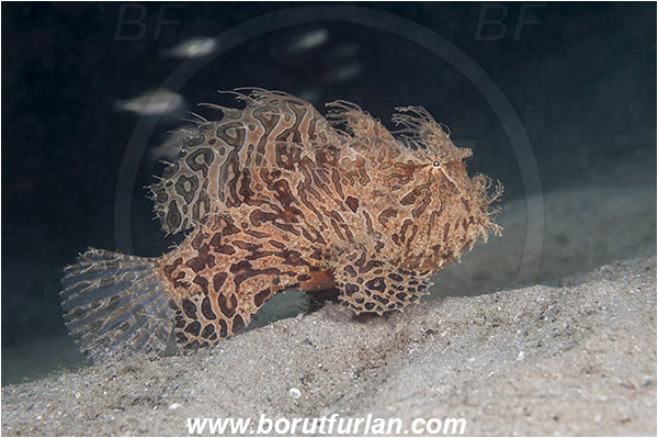 West Palm Beach, USA, Atlantic ocean, Antennarius striatus, Antennarius, Antennariidae, Striated frogfish, Frogfish, Fish