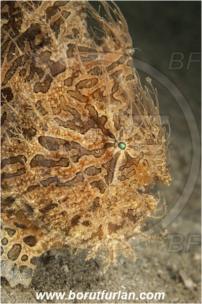 West Palm Beach, USA, Atlantic ocean, Antennarius striatus, Antennarius, Antennariidae, Striated frogfish, Frogfish, Fish, Portrait