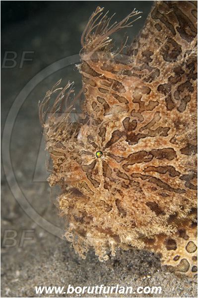 West Palm Beach, USA, Atlantic ocean, Antennarius striatus, Antennarius, Antennariidae, Striated frogfish, Frogfish, Fish, Portrait