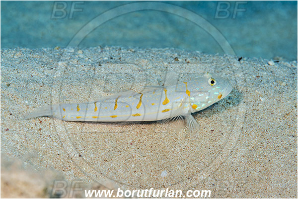 Sharm el Sheikh, Sinai, Egypt, Red sea, Valenciennea puellaris, Valenciennea, Gobiidae, Maiden goby, Goby, Fish