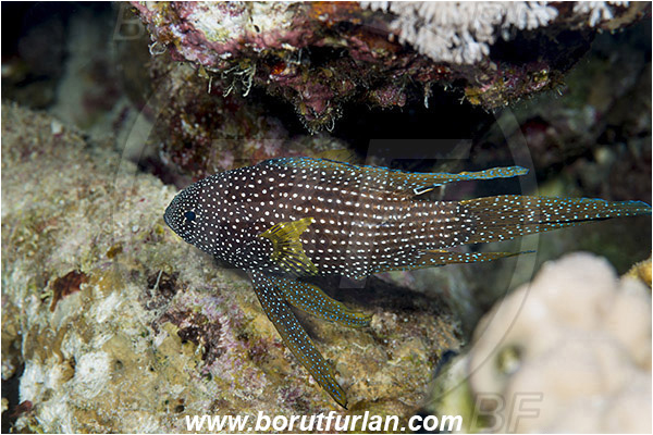 Sharm el Sheikh, Sinai, Egypt, Red sea, Calloplesiops altivelis, Calloplesiops, Plesiopidae, Comet, Fish