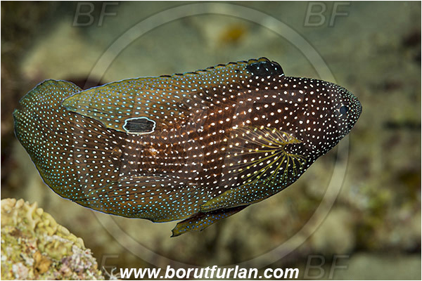 Sharm el Sheikh, Sinai, Egypt, Red sea, Calloplesiops altivelis, Calloplesiops, Plesiopidae, Comet, Fish