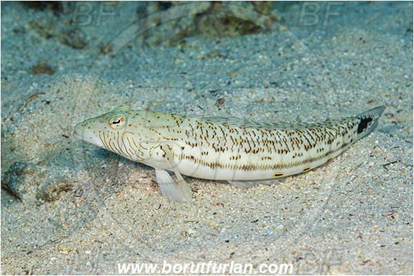 Sharm el Sheikh, Sinai, Egypt, Red sea, Parapercis hexophtalma, Parapercis, Pinguipedidae, Speckled Sandperch, Sandperch, Fish
