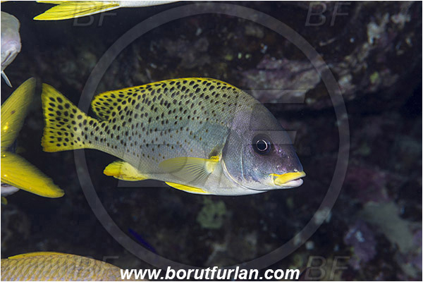 Sharm el Sheikh, Sinai, Egypt, Red sea, Plectorhinchus gaterinus, Plectorhinchus, Haemulidae, Blackspotted sweetlips, Sweetlips, Fish